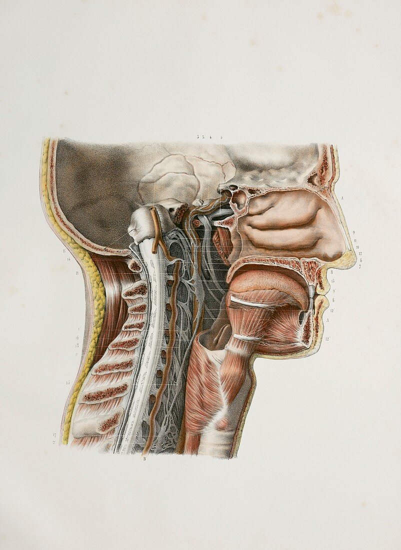 Cervical spinal nerves,1844 artwork