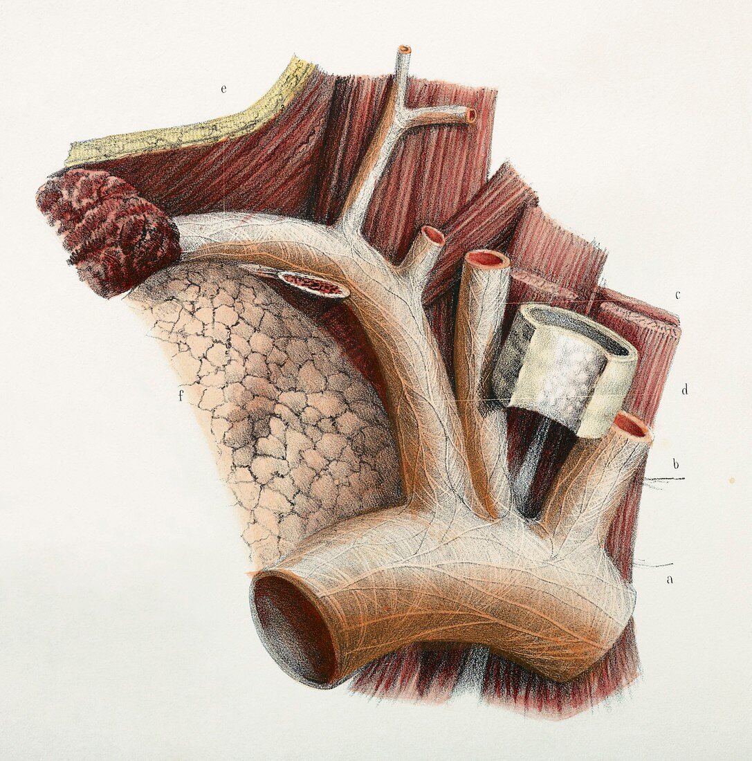 Subclavian artery nerves,1844 artwork