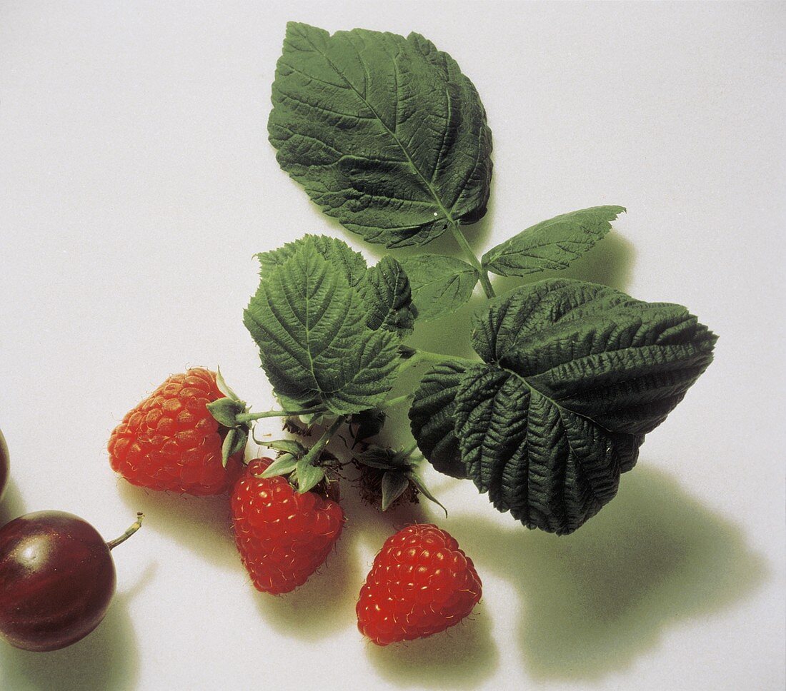 Fresh raspberries with leaves