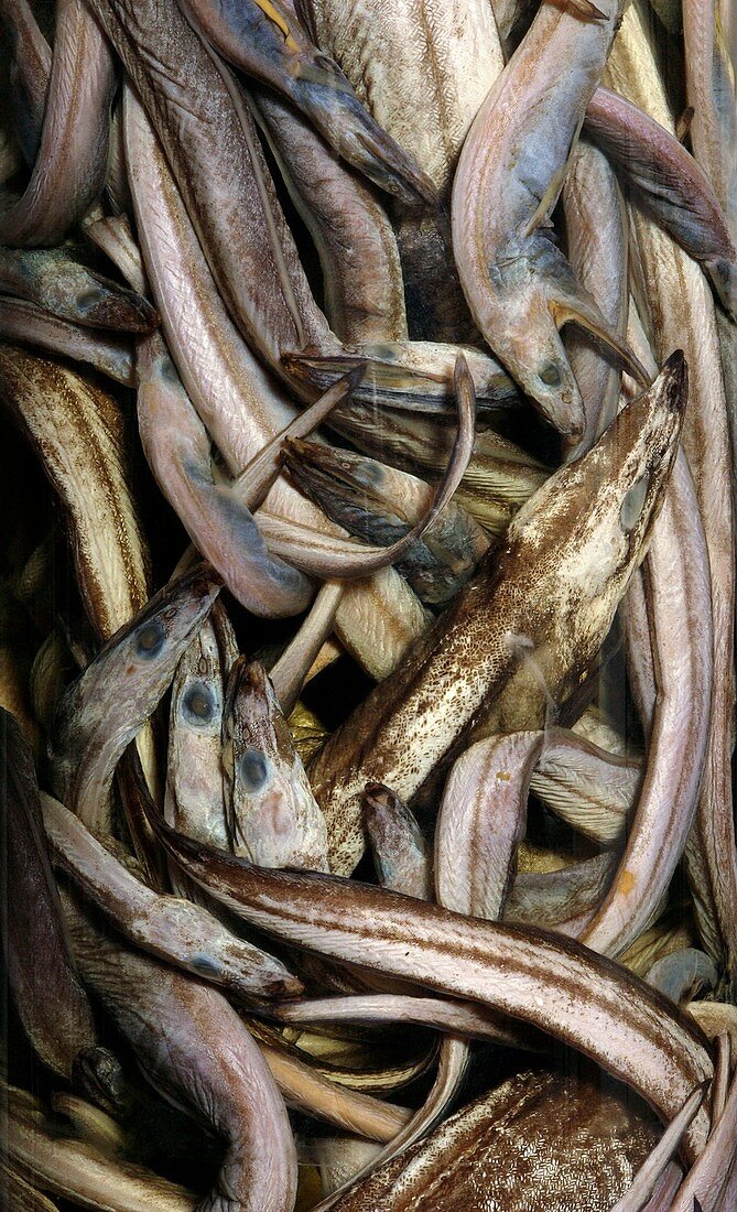 Preserved arrowtooth eel
