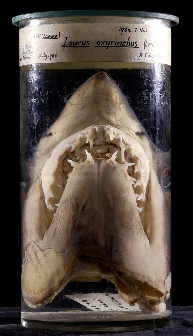 Preserved shortfin mako shark head
