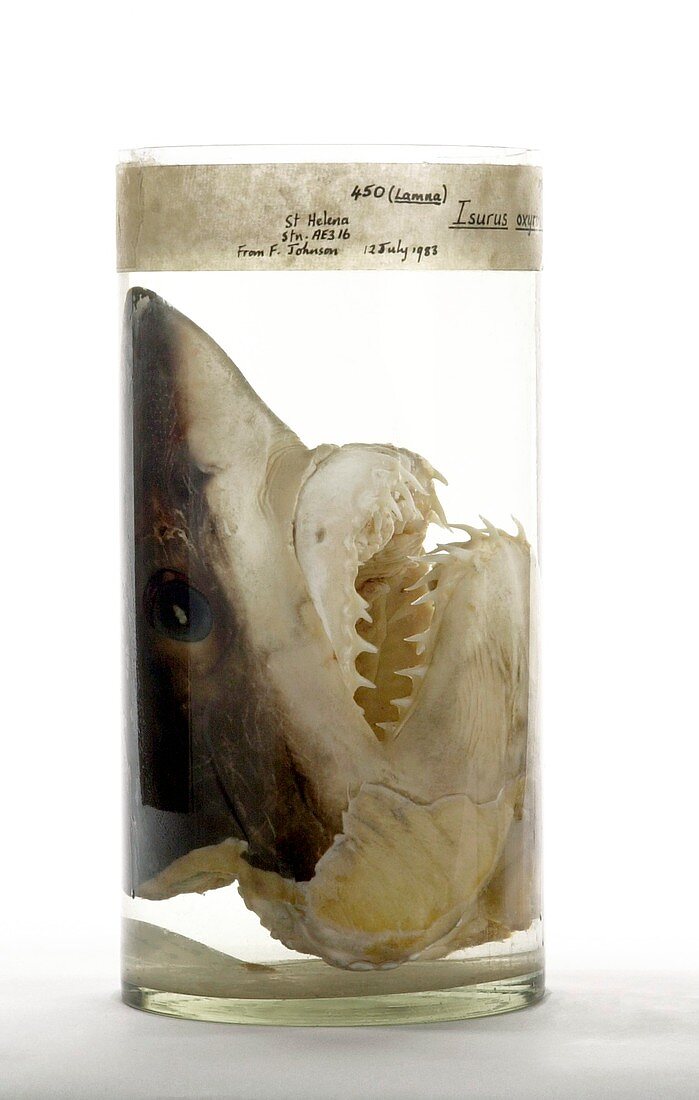 Preserved shortfin mako shark head