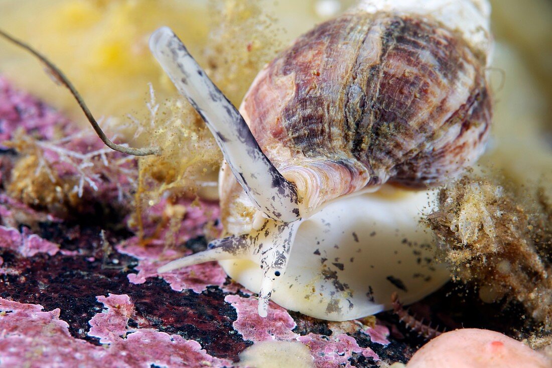 Common whelk