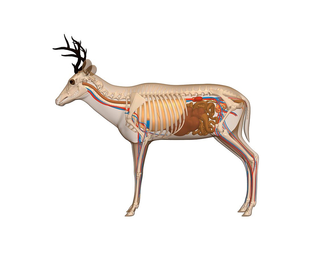 Deer anatomy,artwork