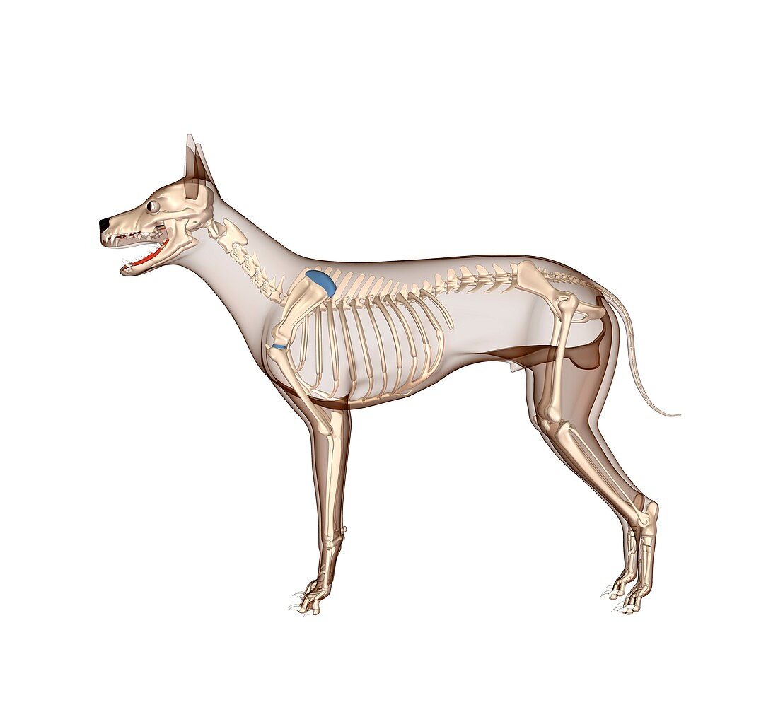 Dog anatomy,artwork