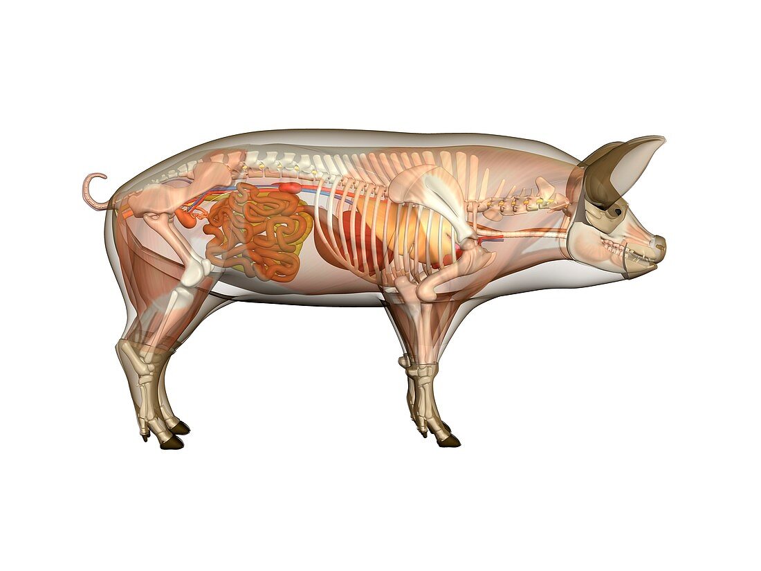 Pig anatomy,artwork