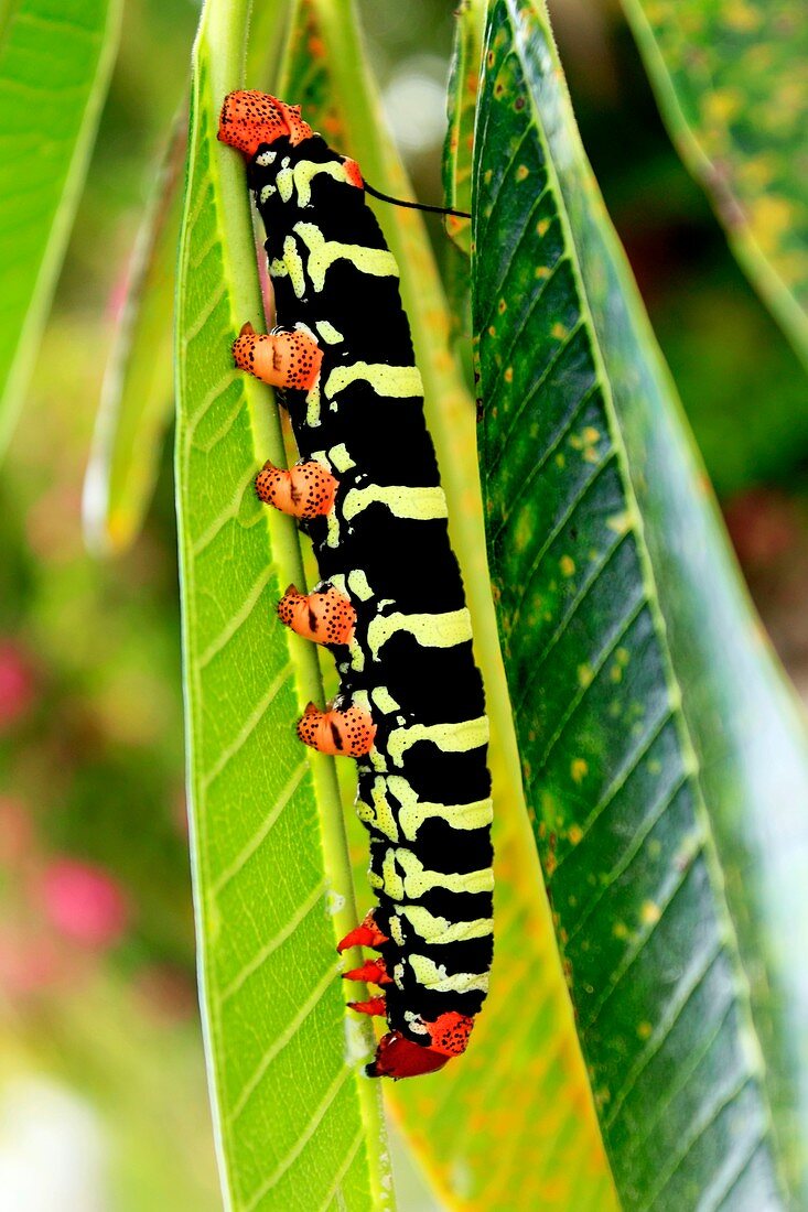 Tetrio sphinx moth caterpillar