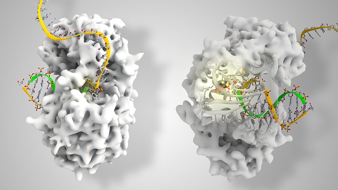 Viral DNA polymerase in complex with DNA