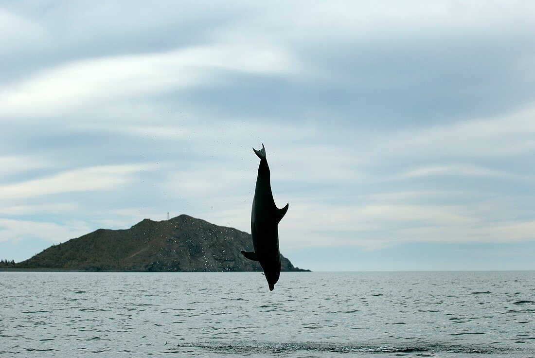 Bottlenose dolphin leaping