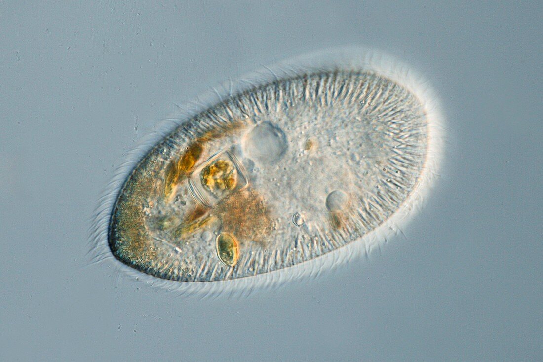 Frontonia protozoan,light micrograph