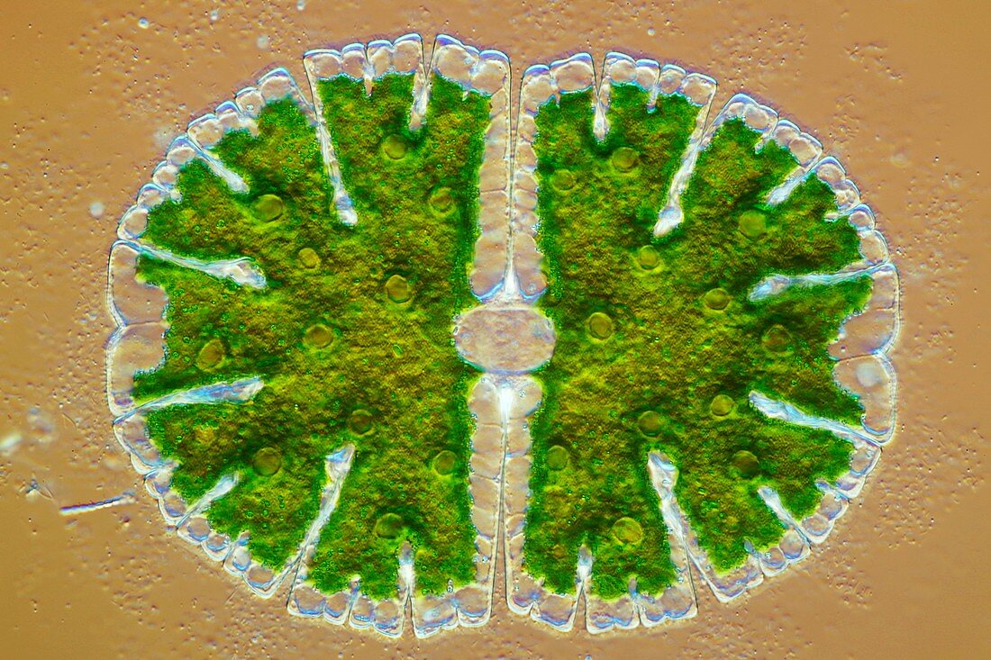 Microsterias green alga,light micrograph