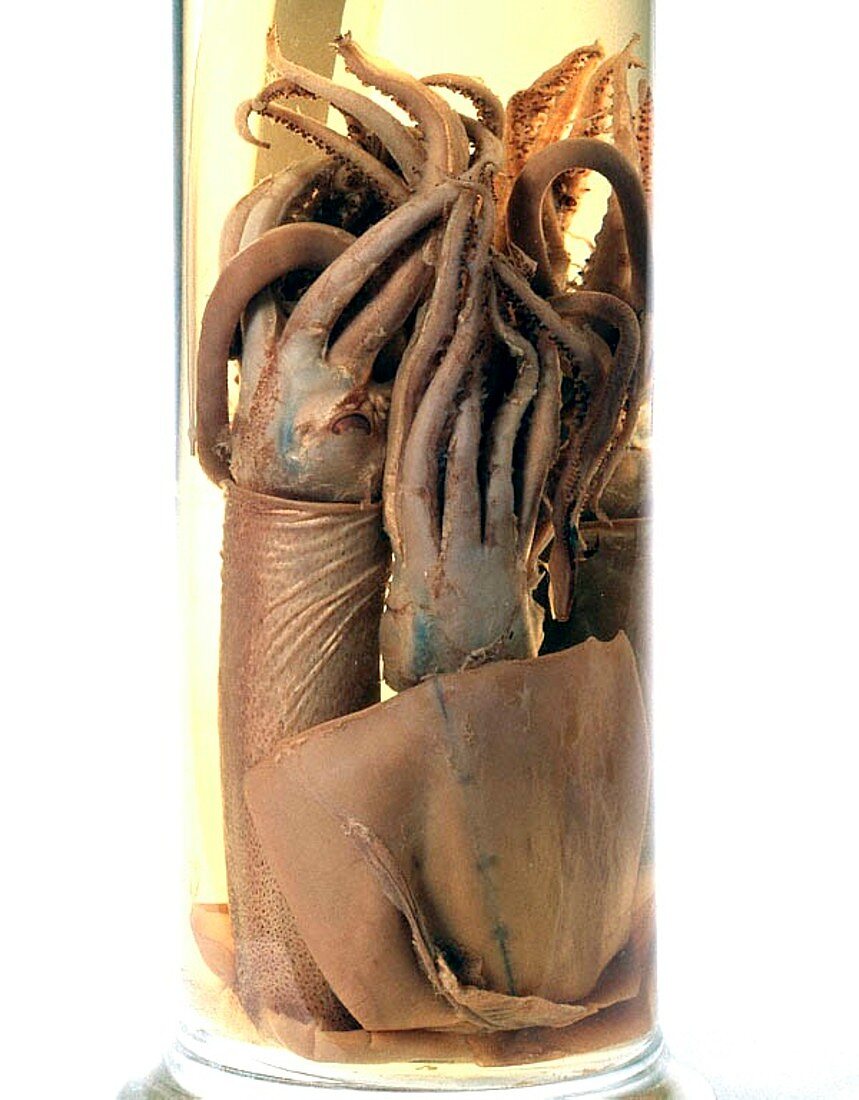 Preserved squid