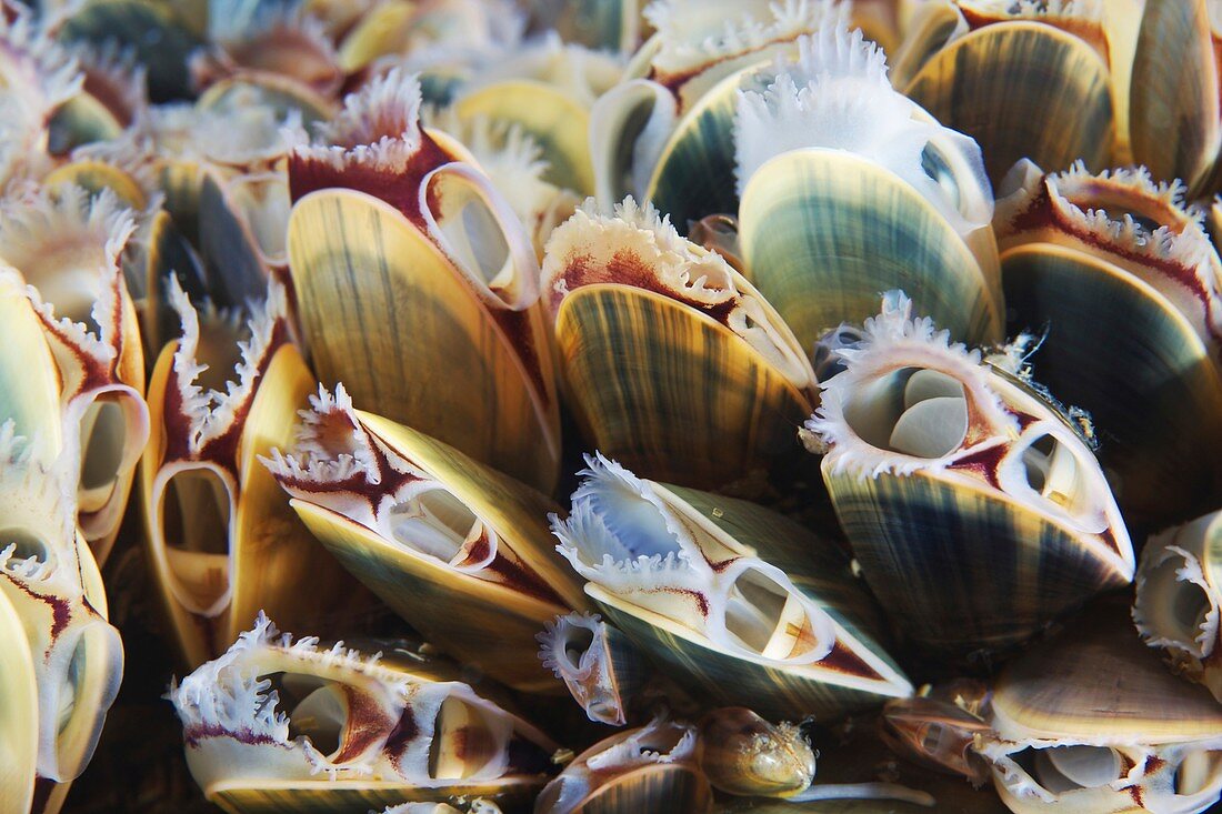 Blue mussels