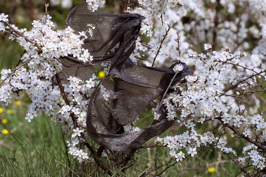 Blackthorn and plastic bag