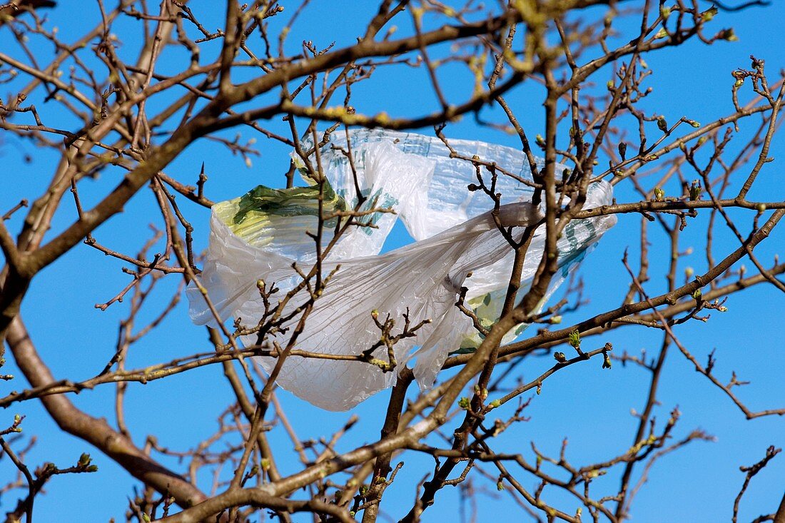 Sycamore and plastic bag