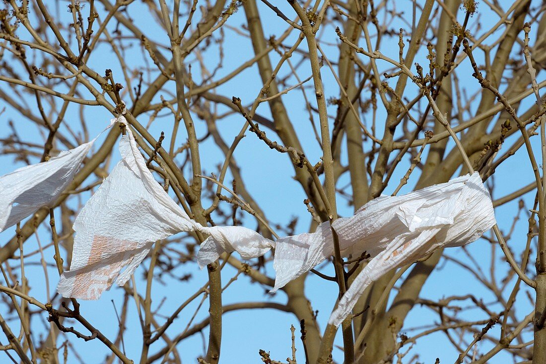 Poplar and plastic bag