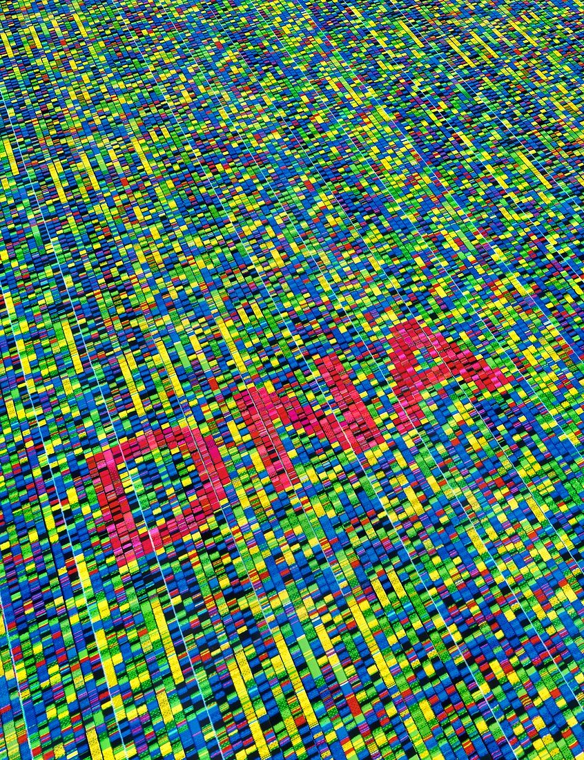 DNA fingerprinting,sequence of bases