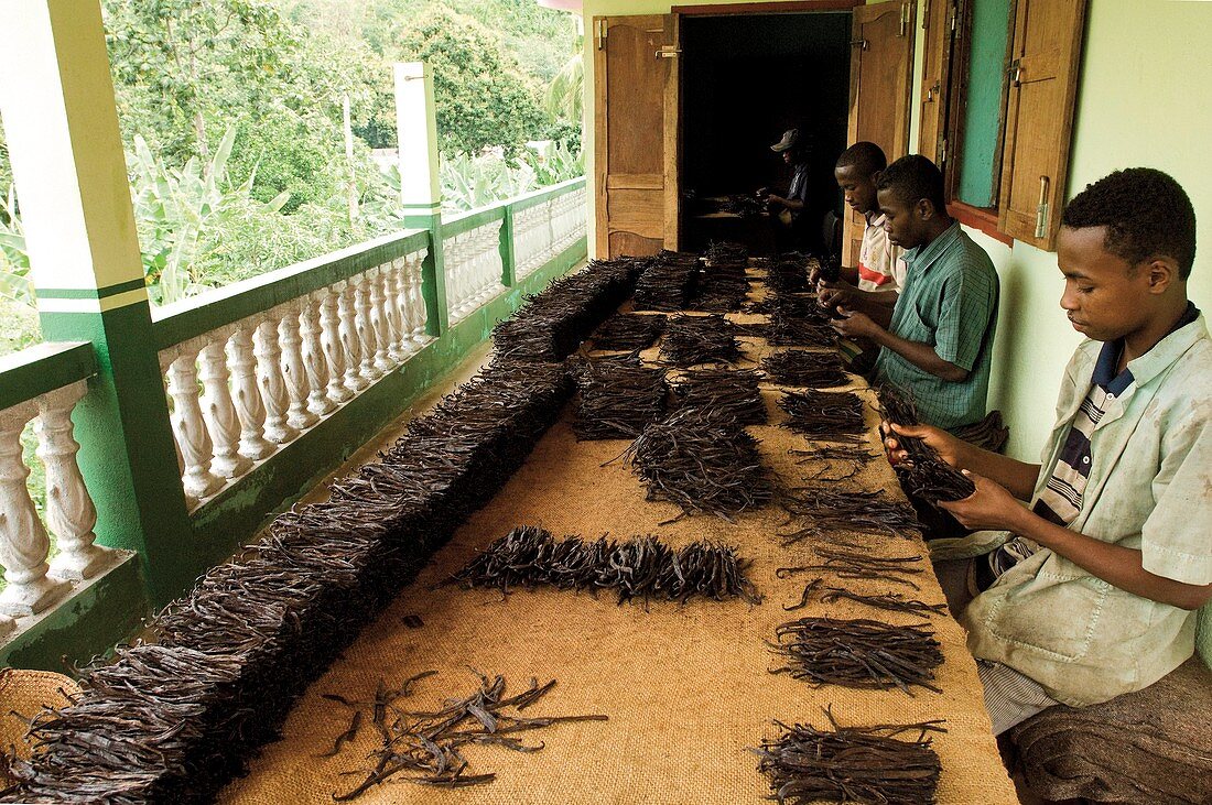 Organic vanilla production,Madagascar