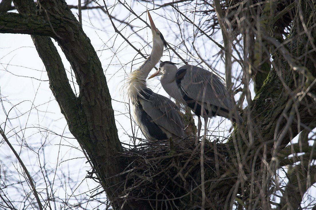 Grey herons nesting