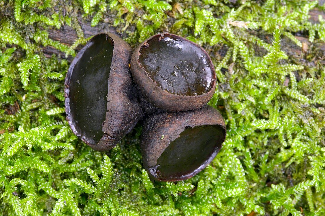 Black bulgar fungus