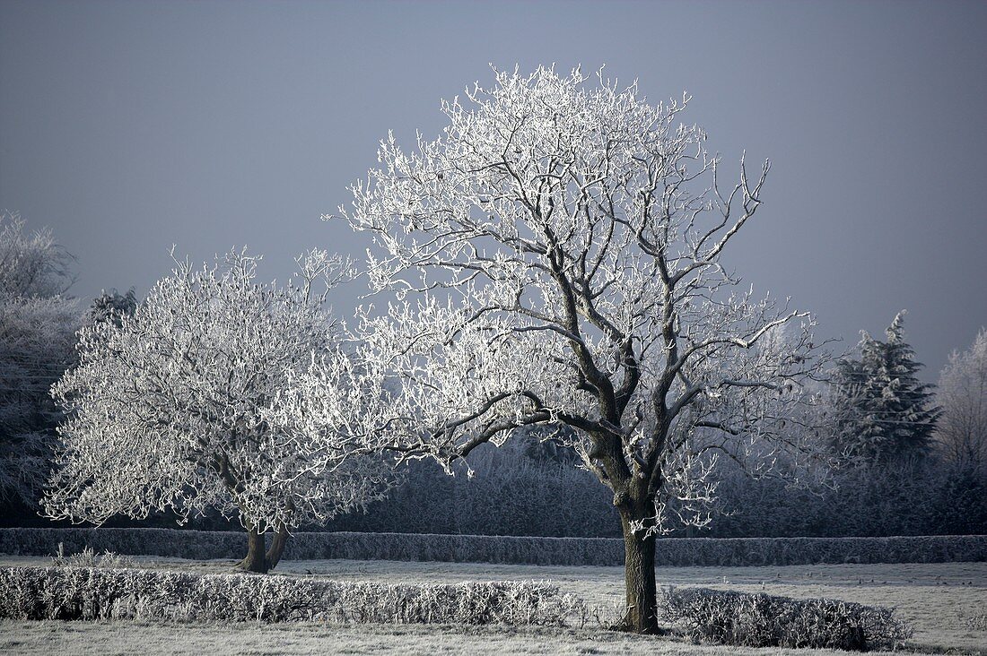 Oak trees in winter
