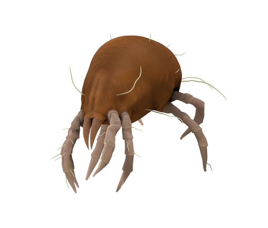 Dust mite,artwork