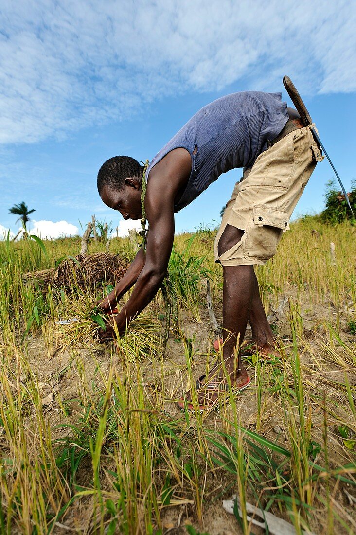 Rice harvest,Sierra Leone