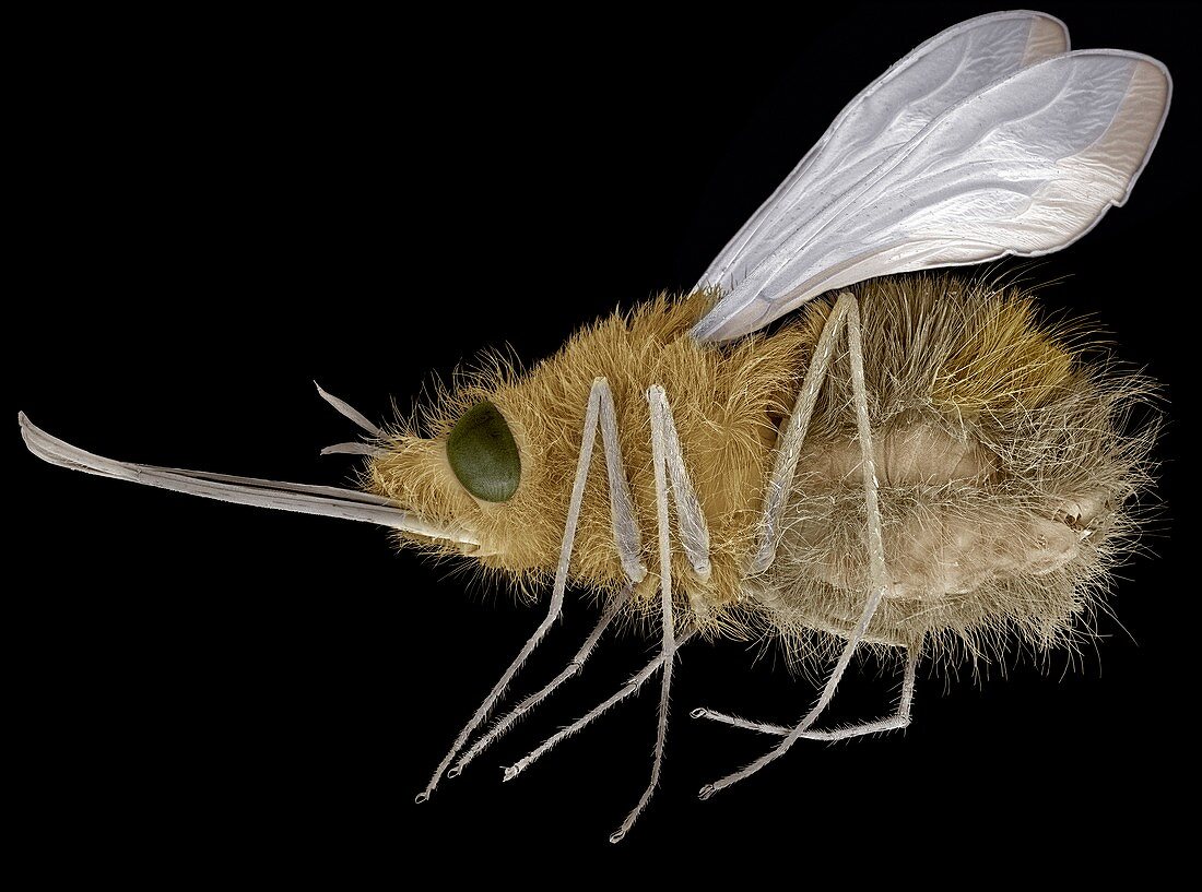 Large bee fly,SEM