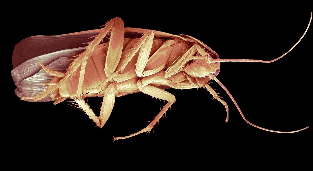 Cockroach,SEM