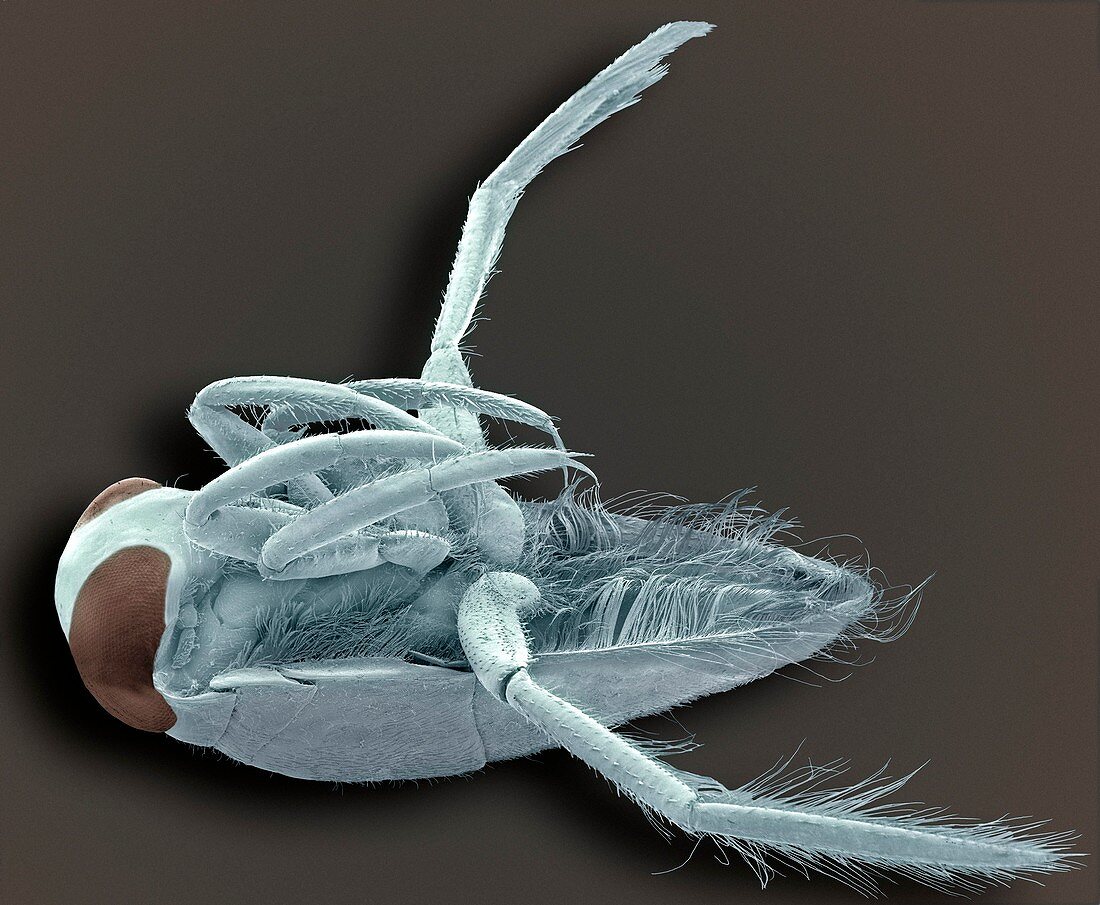 Water boatman,SEM