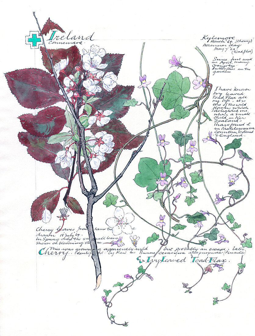 Cymbalaria muralis and Prunus,artwork
