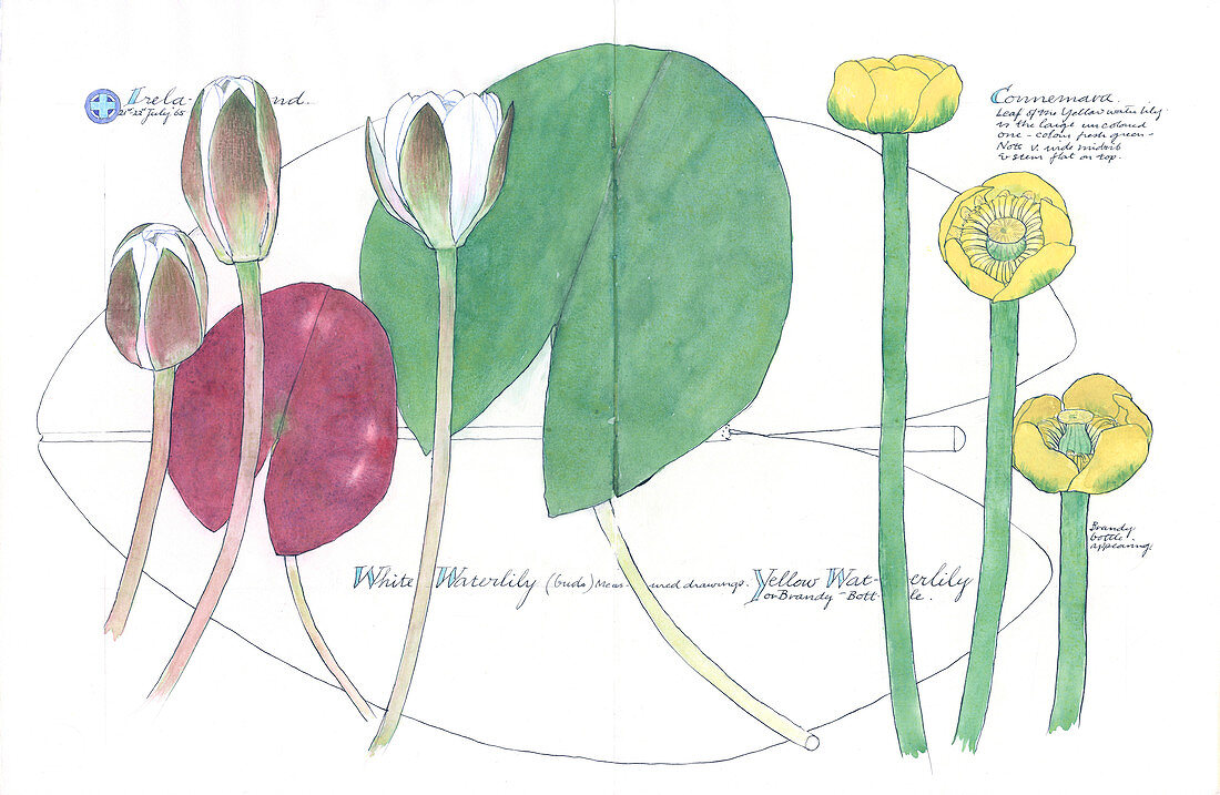 Water lilies (Lilum sp.),artwork