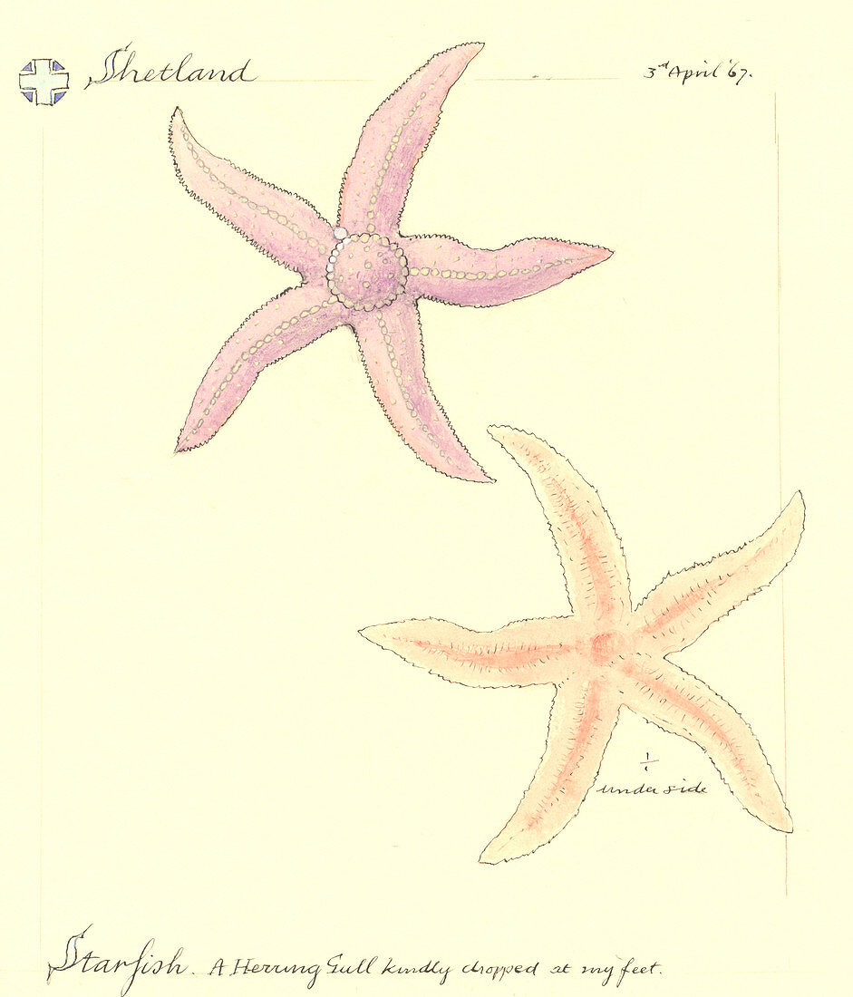 Starfish,artwork