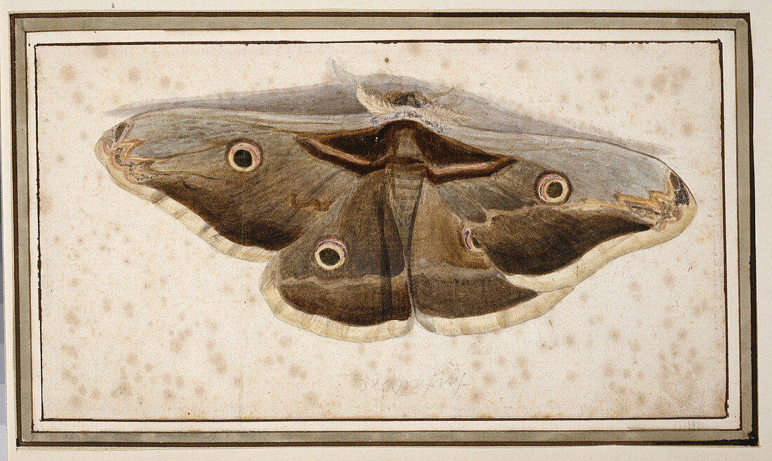 Emperor moth,artwork