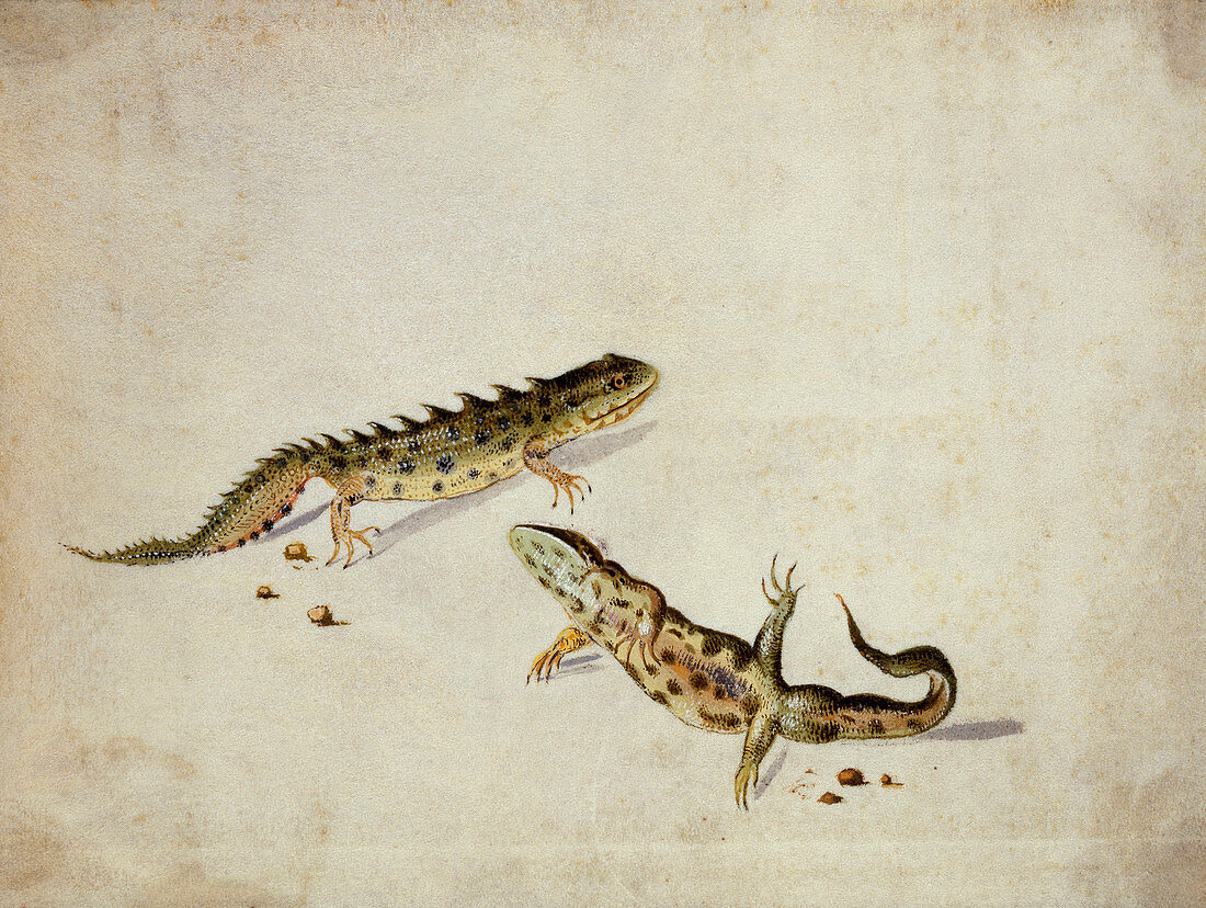 Salamanders,artwork