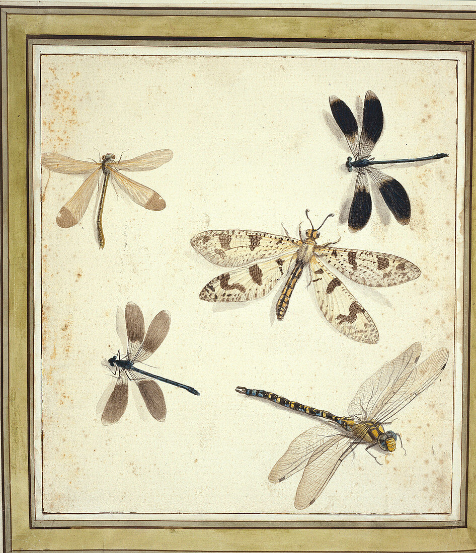Dragonflies and damselflies,artwork