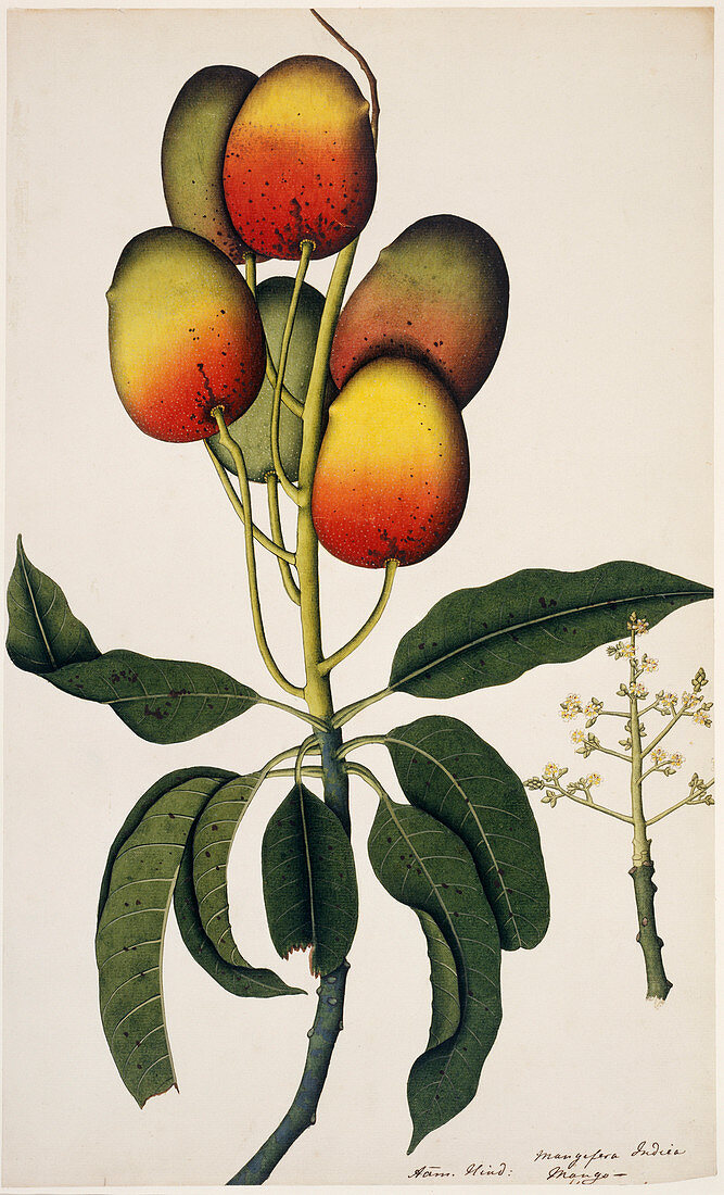 Mango (Mangifera indica) plant,artwork