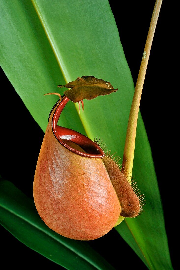 Fanged pitcher plant