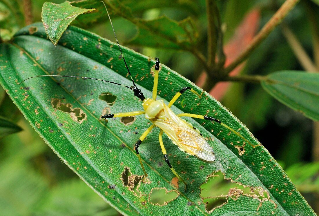 Tropical insect