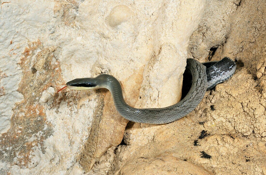 Cave-dwelling rat snake