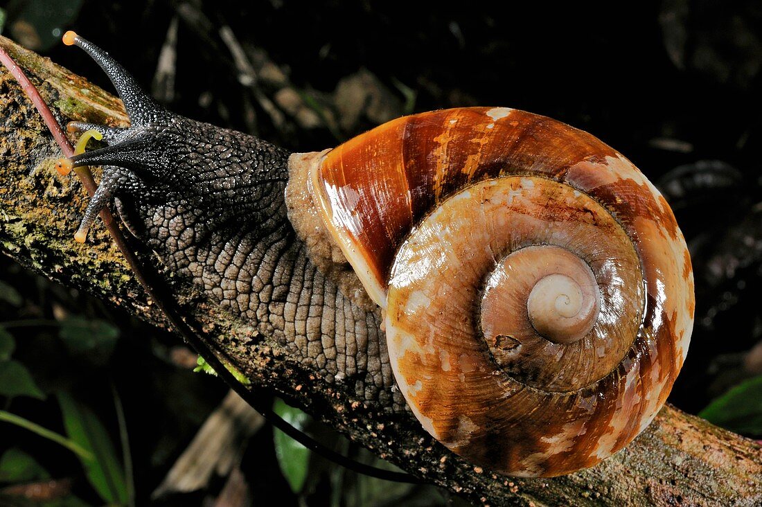 Bornean giant land snail