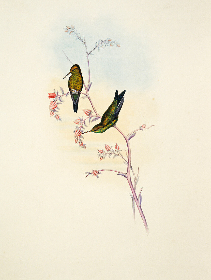 Columbian emerald hummingbirds,artwork