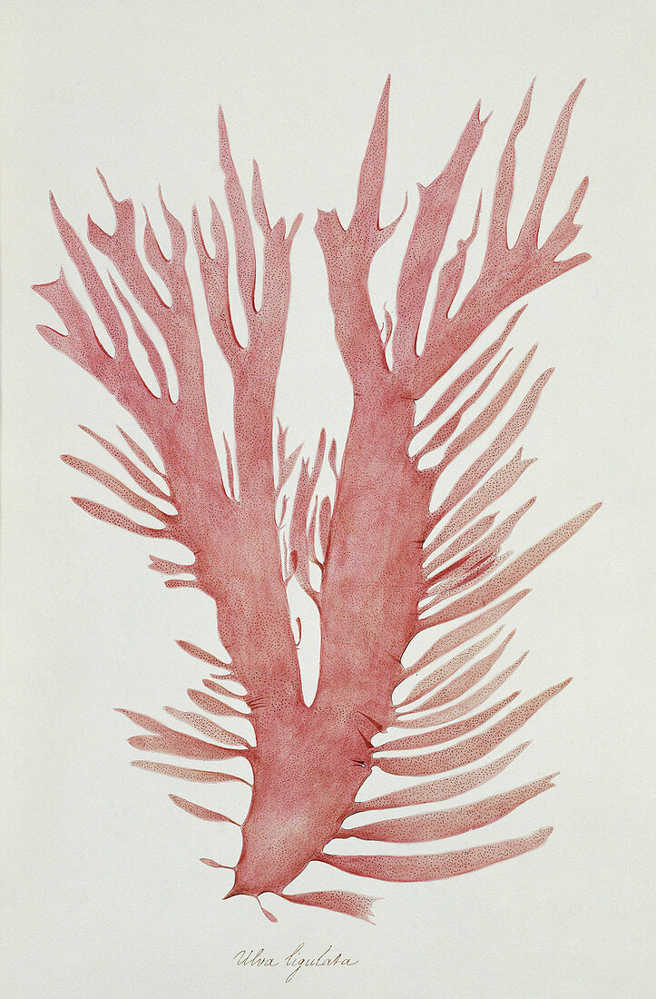 Alga (Ulva lingulata),artwork