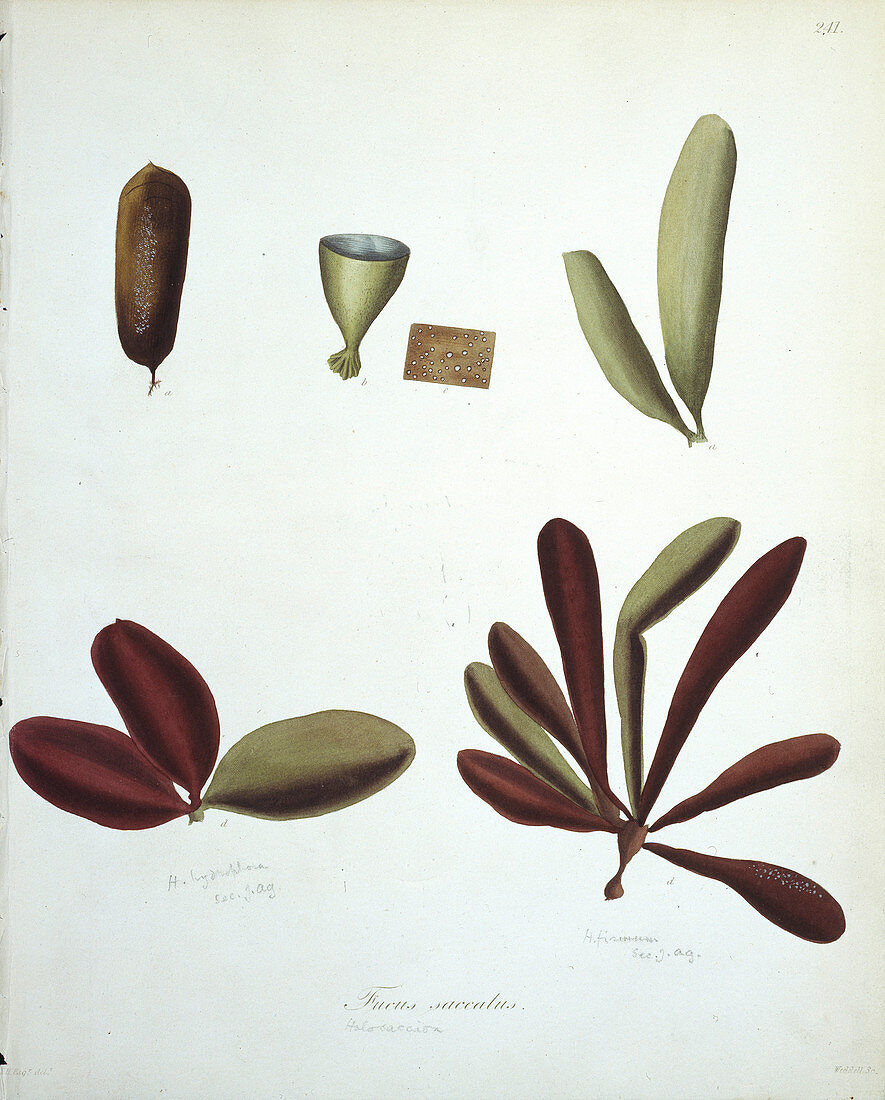 Kelp (Fucus saccatus),artwork