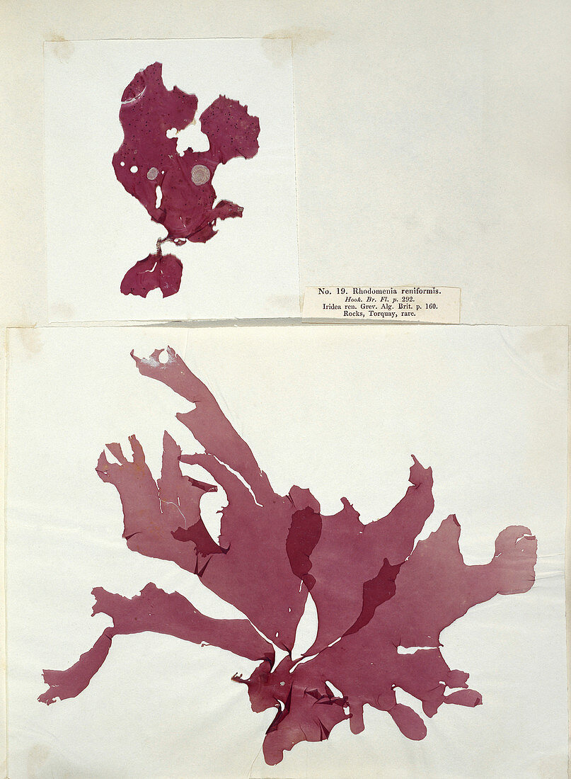 Dried red alga (Rhodomenia reniformis)