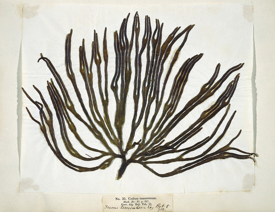 Dried seaweed (Codium tomemtosus)