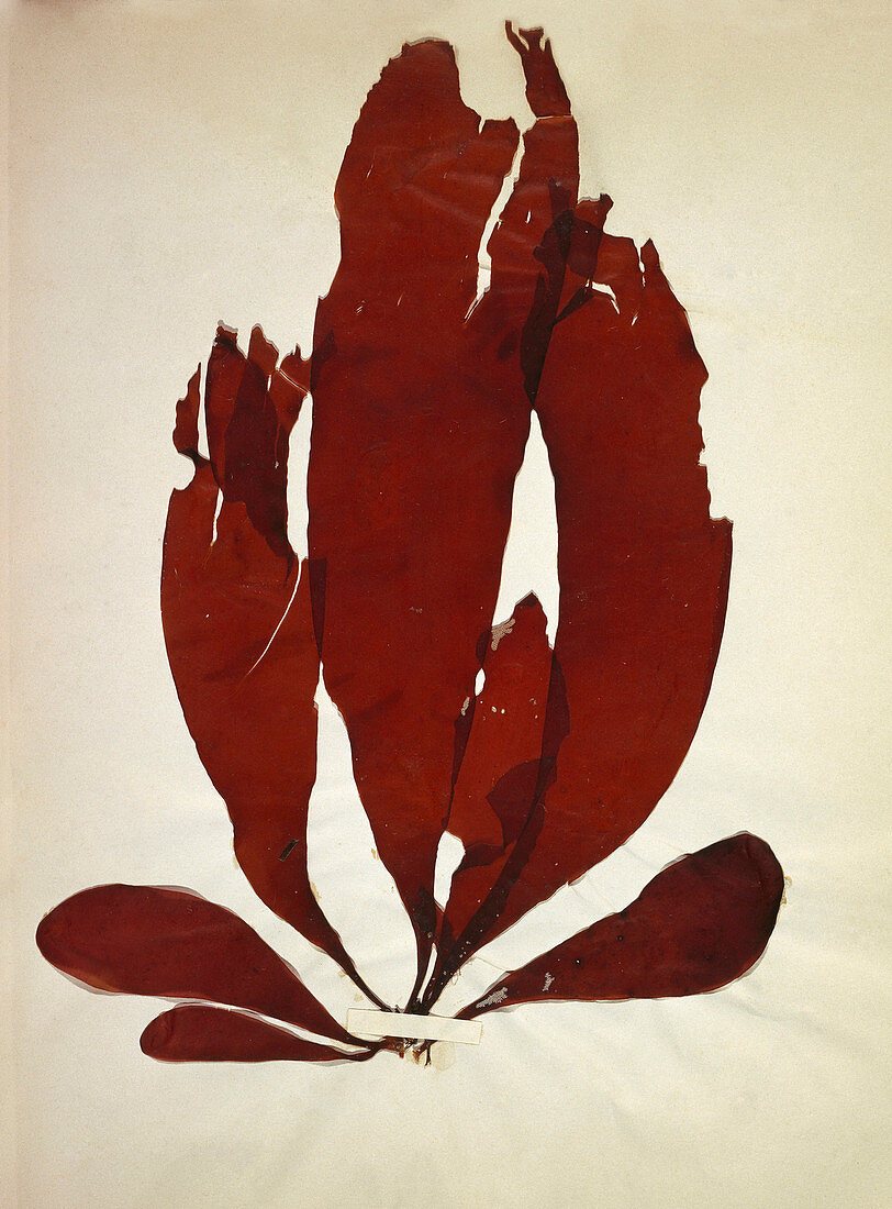 Dried red alga (Iridaea edulis)