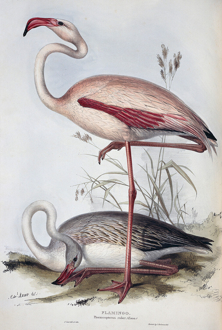 Greater flamingo,artwork