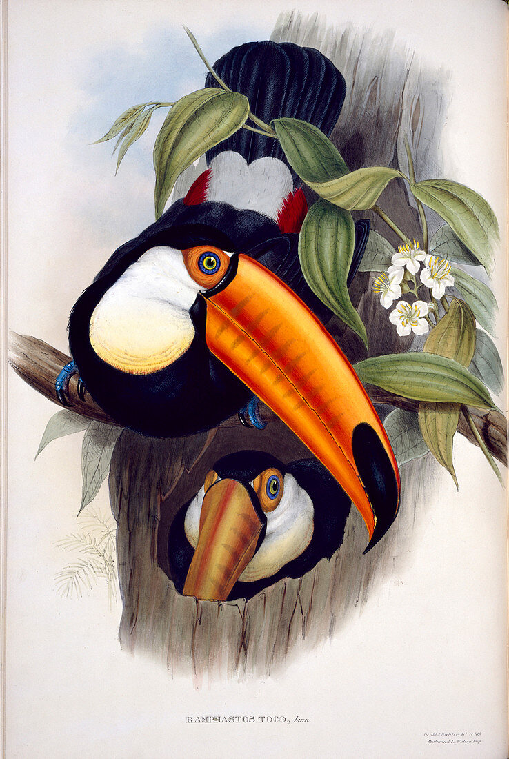 Toco toucan,artwork