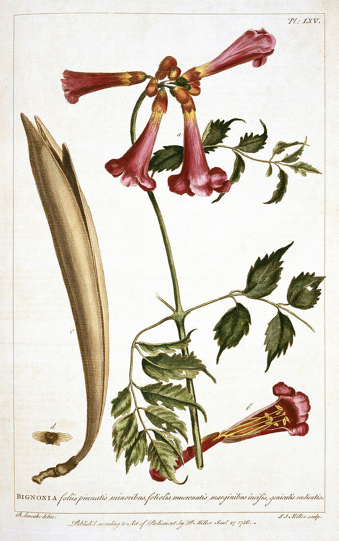Trumpet vine (Campsis radicans)